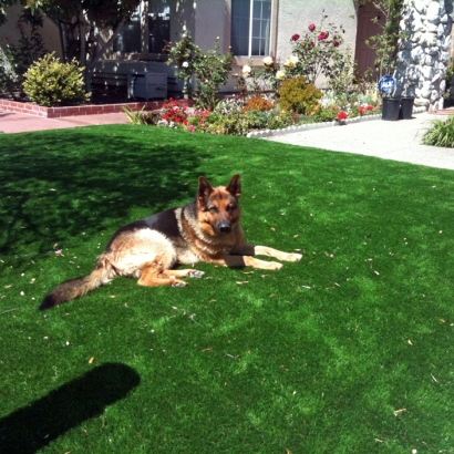 Artificial Grass Van Nuys, California Dog Parks, Dogs