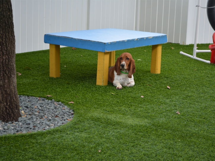 Artificial Turf Sedco Hills, California Hotel For Dogs, Commercial Landscape