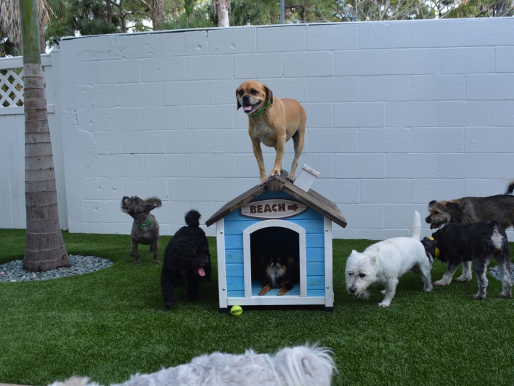 Best Artificial Grass Muscoy, California Dog Park, Dog Kennels
