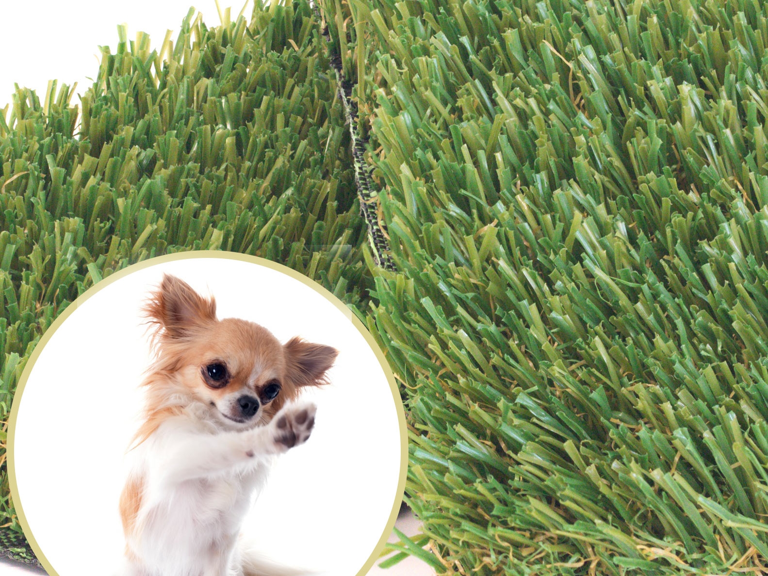 Artificial grass for dogs - Pet Turf Perfect Drainage, dog with paw, synthetic turf samples